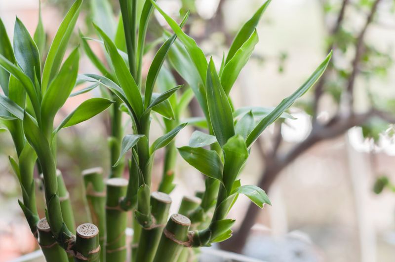 Lucky Bamboo
