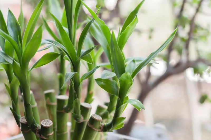 Lucky Bamboo