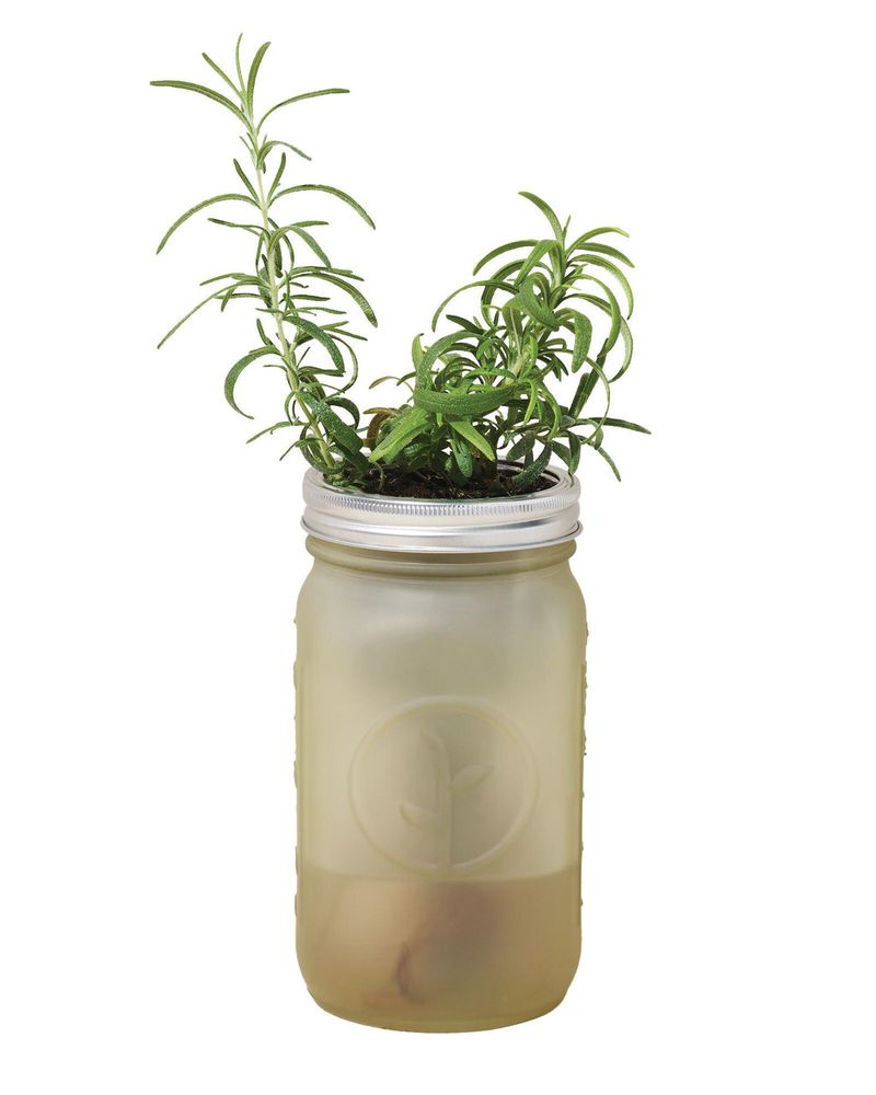 Rosemary