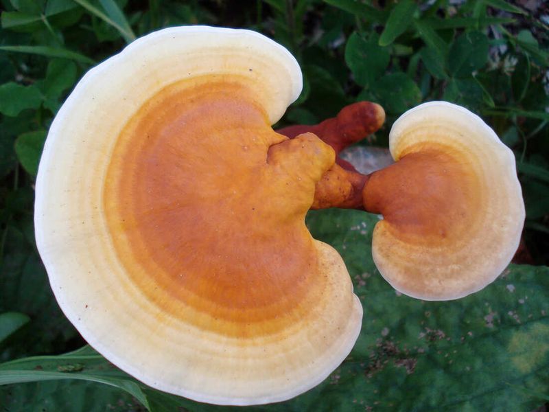 Reishi Mushroom