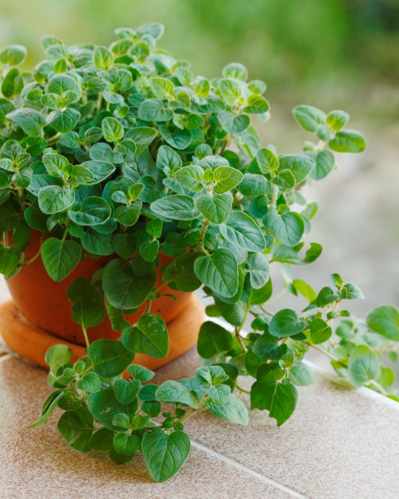 Oregano