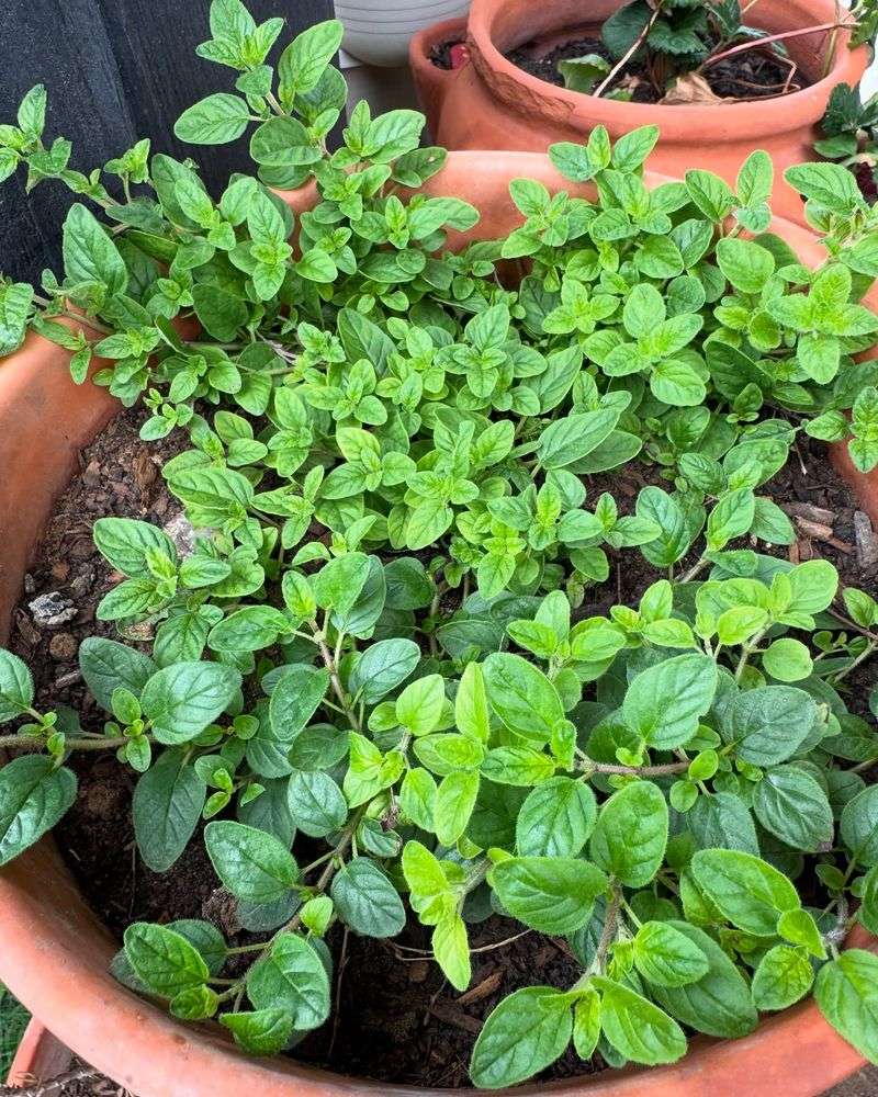 Oregano