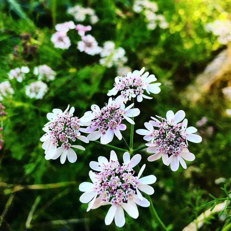 Cilantro