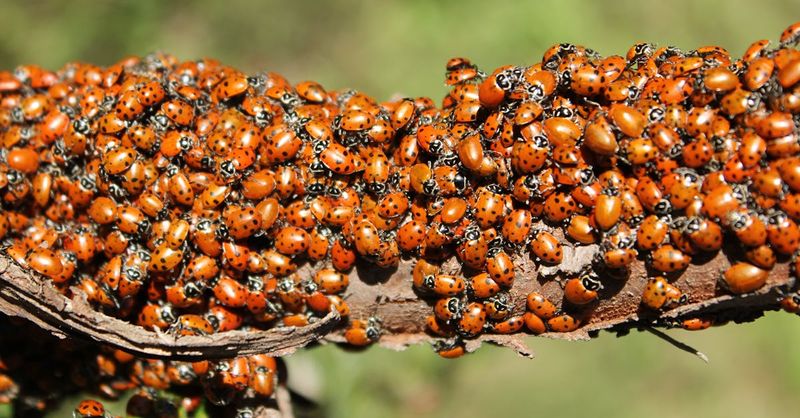 Organic Pest Patrol