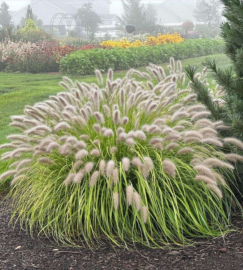Ornamental Grass