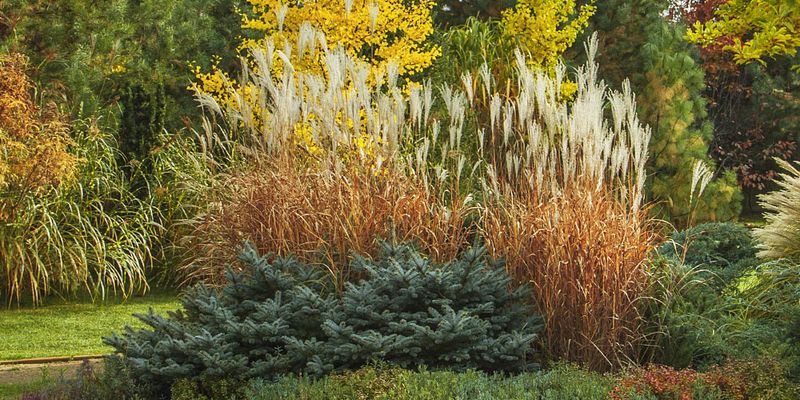 Ornamental Grasses