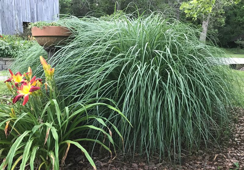 Ornamental Grasses