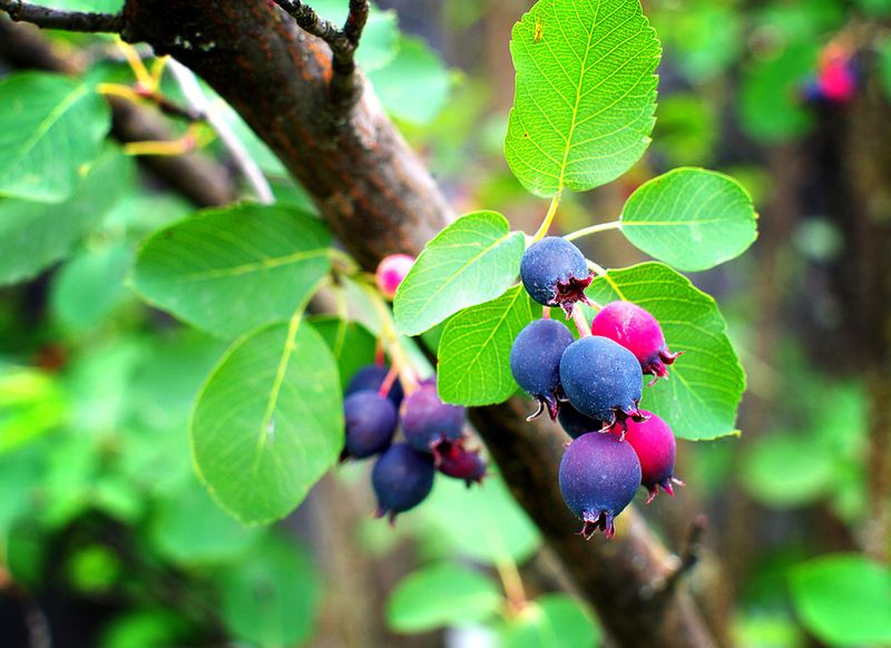 Saskatoon Berry