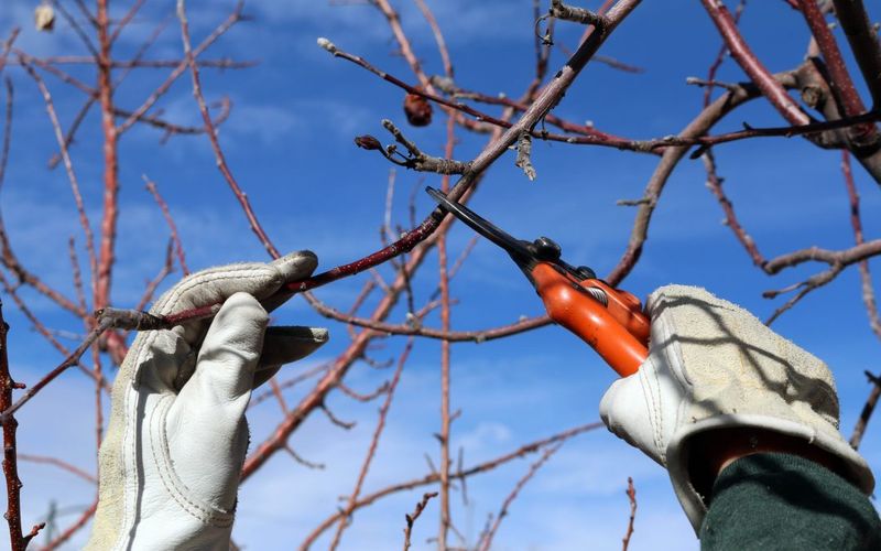 Improper Trimming of Fruit Trees