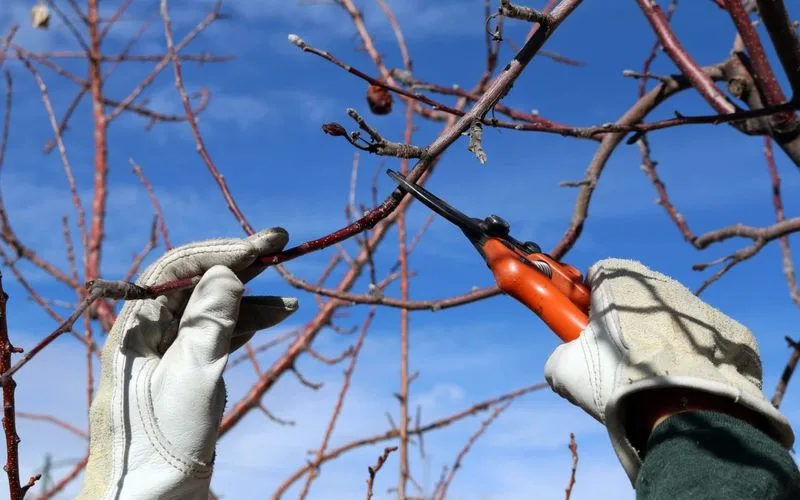 Improper Trimming of Fruit Trees