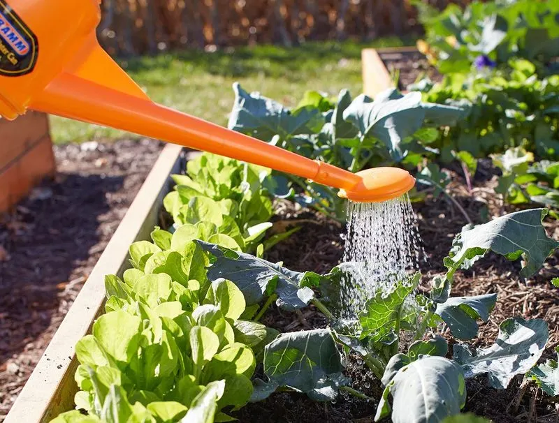 Over-Watering