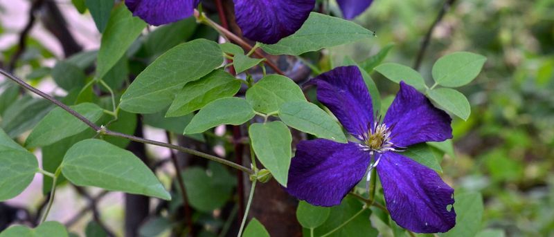Misguided Cutting of Flowering Vines