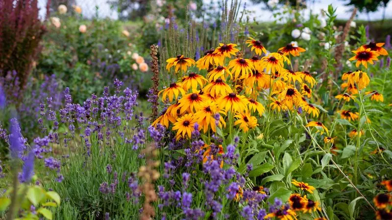 Overcrowding Plants