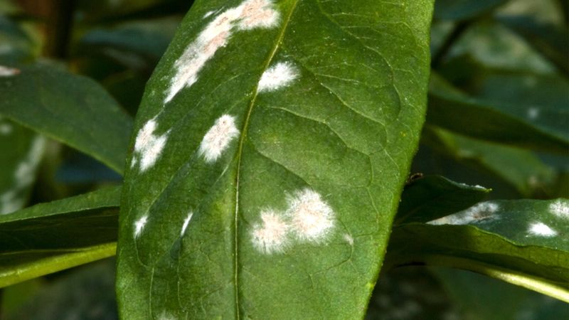 Mold or Fungus