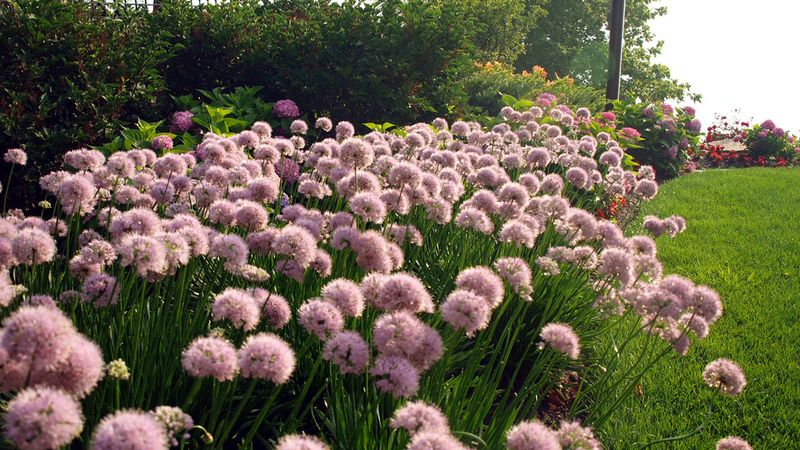 Overlooking Pollinator Needs