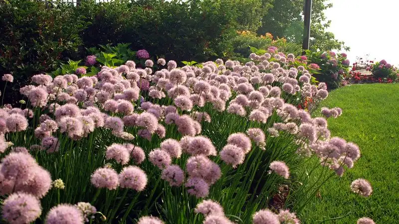 Overlooking Pollinator Needs