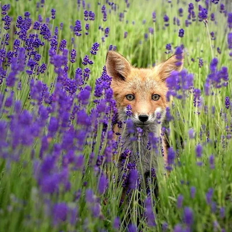 Overlooking Wildlife Benefits