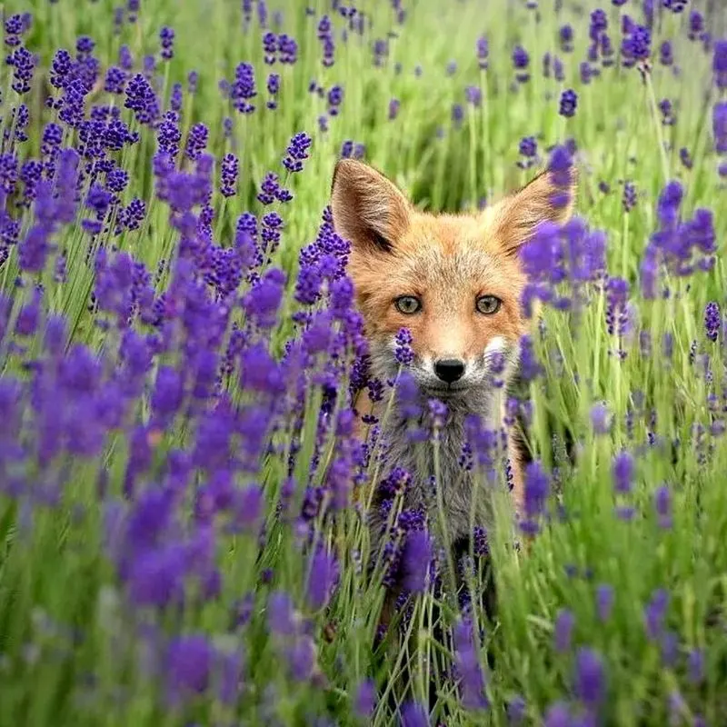 Overlooking Wildlife Benefits