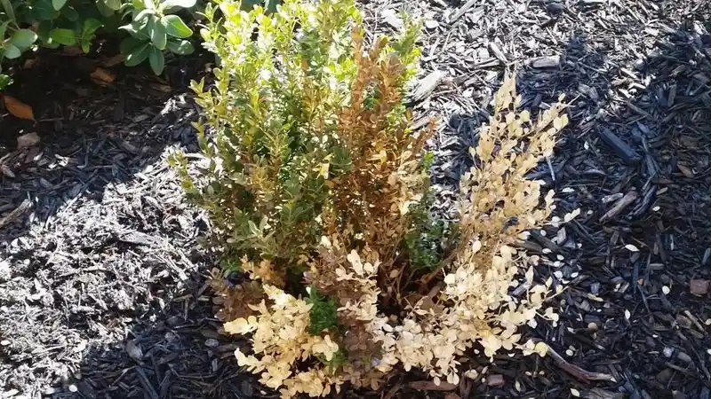 Overwatering