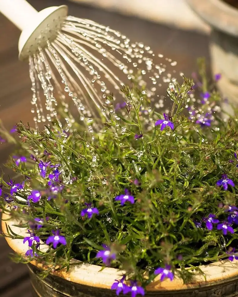 Overwatering