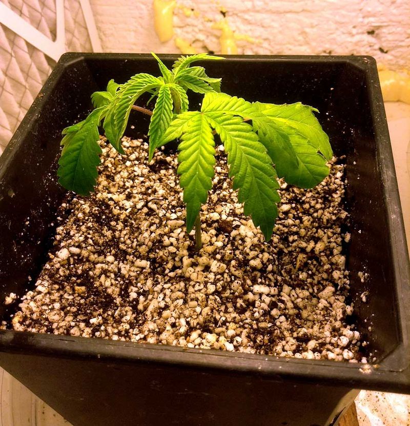 Overwatering During Transplanting
