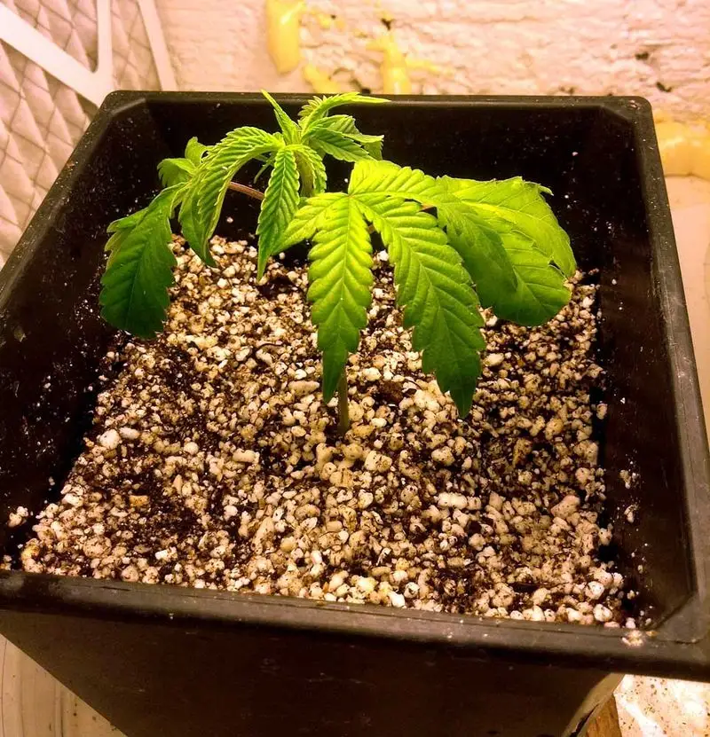 Overwatering During Transplanting