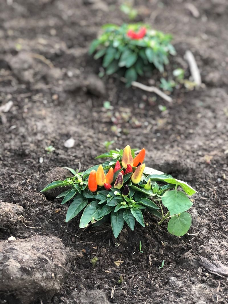 Overwatering or Underwatering