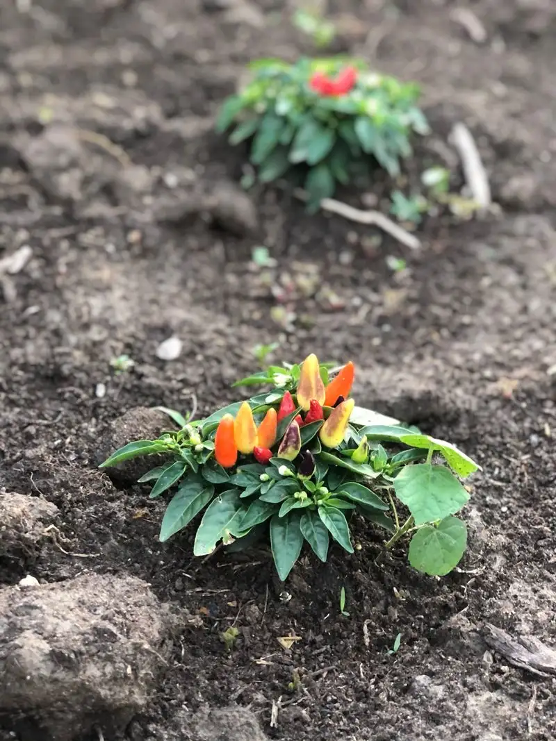 Overwatering or Underwatering