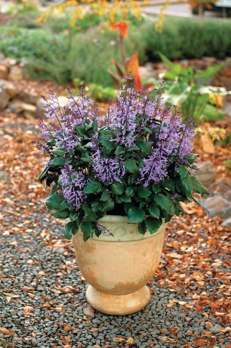 Overwintering Tips