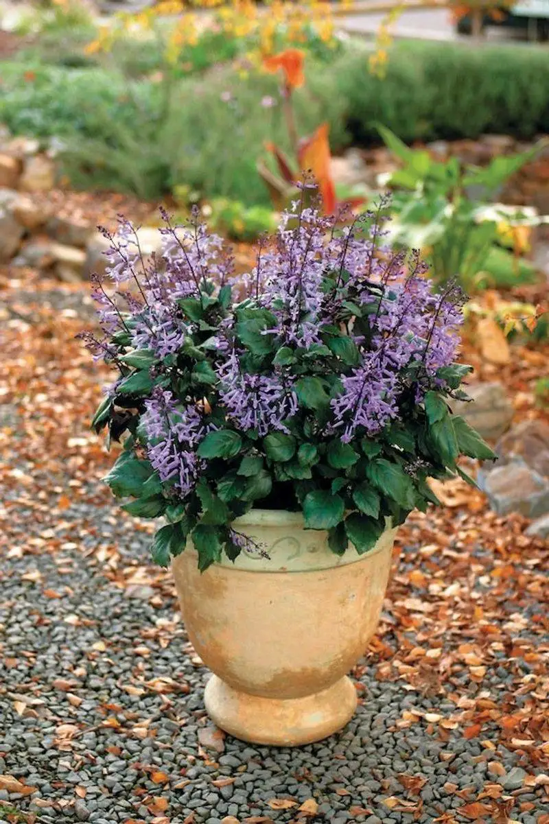Overwintering Tips
