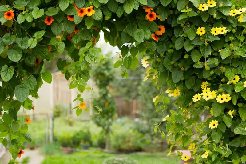 Overzealous Vine Growth