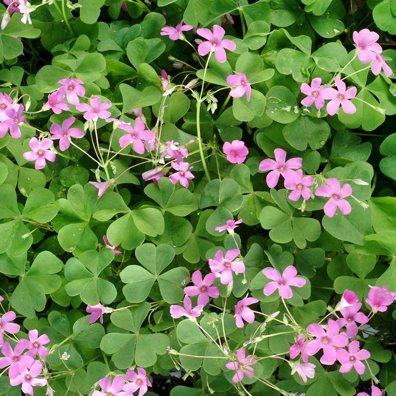 Oxalis