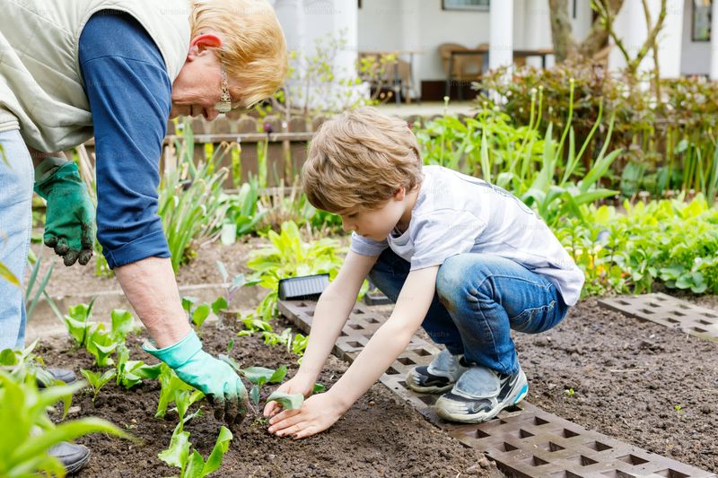 Growing a Vegetable Patch