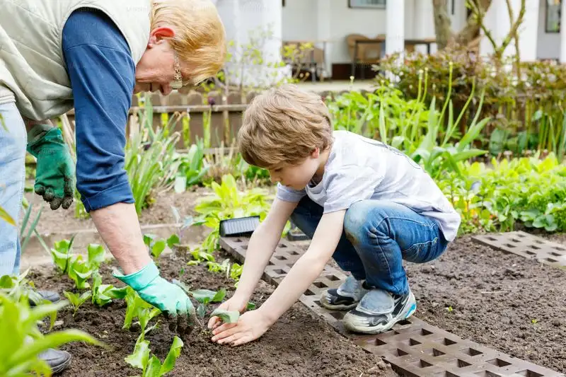 Growing a Vegetable Patch