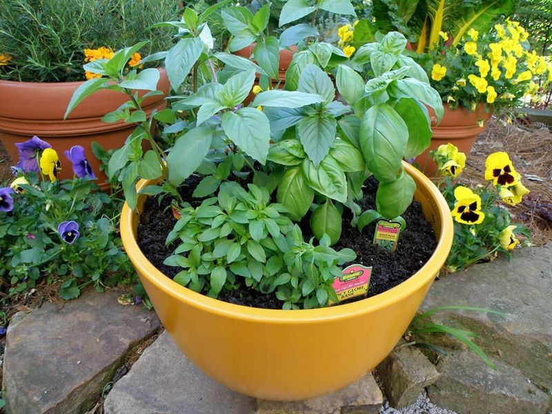 Basil