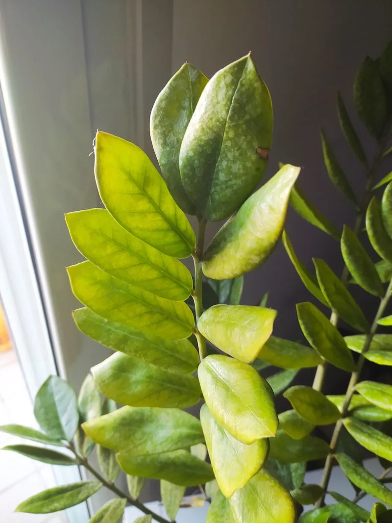 Pale Leaves