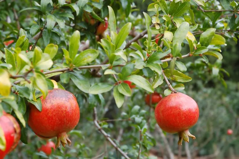 Pomegranate