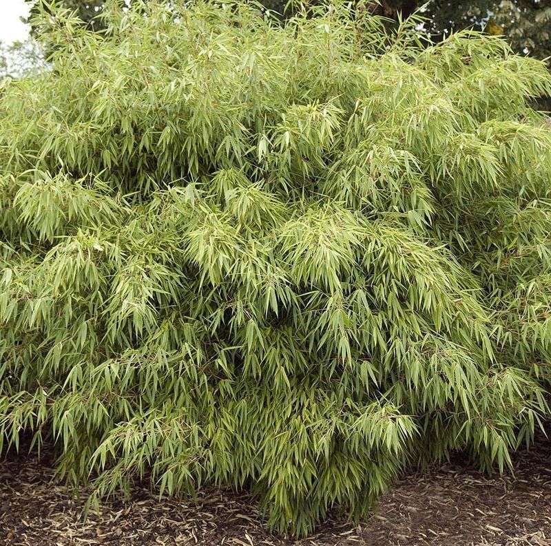 Fargesia Bamboo