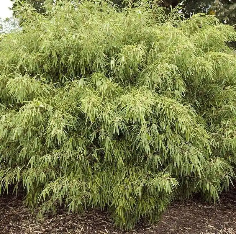 Fargesia Bamboo
