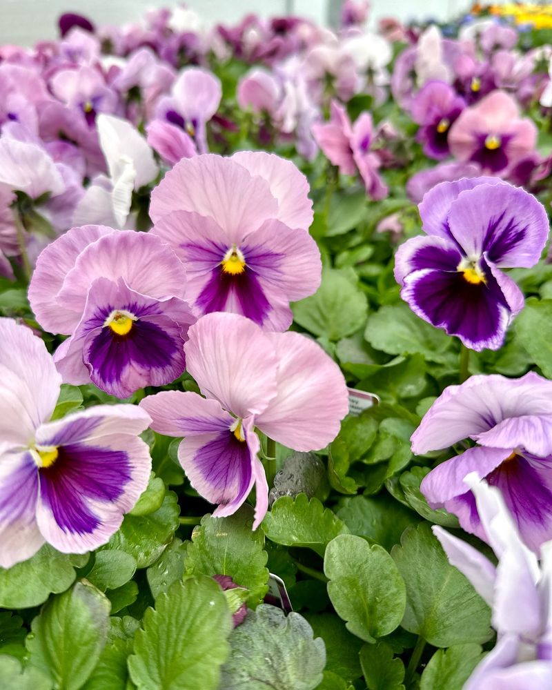 Pansies