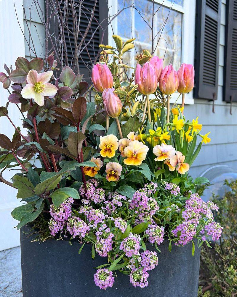 Pansies