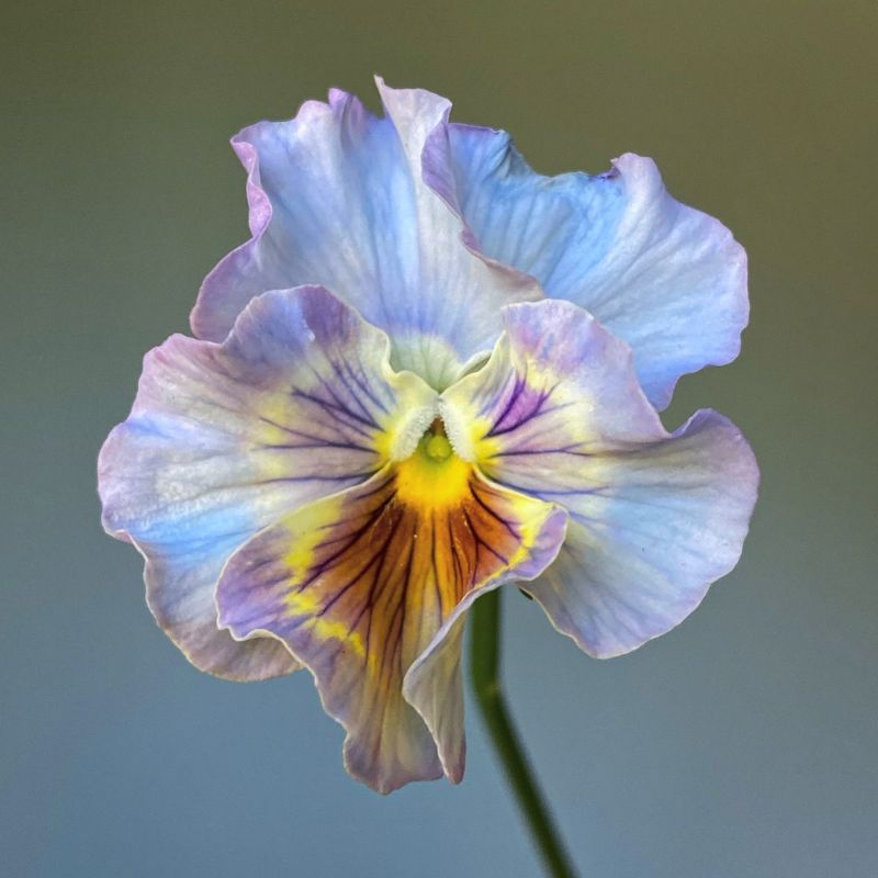 Pansies (Missed)