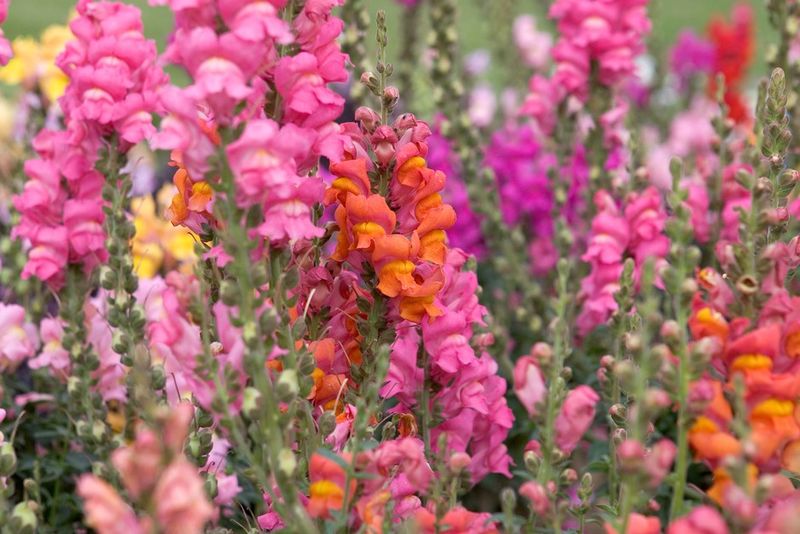 Snapdragons
