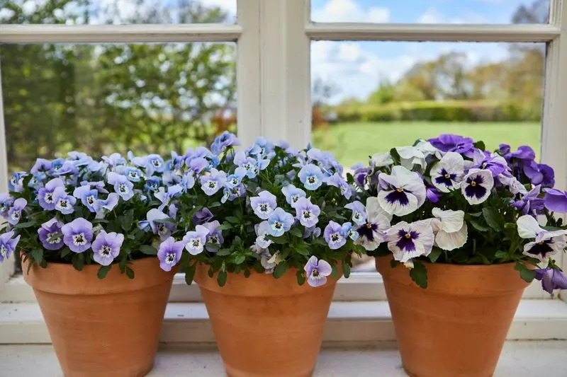 Pansy