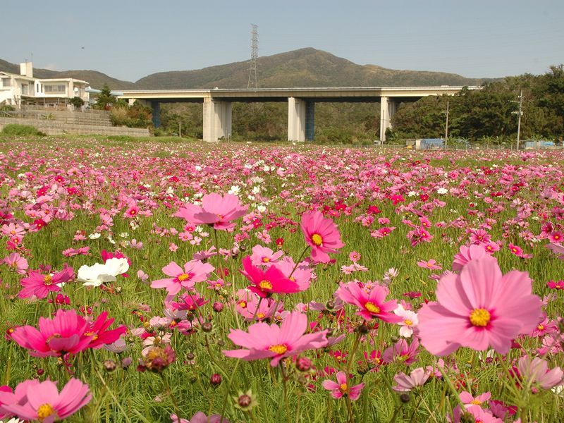 Cosmos