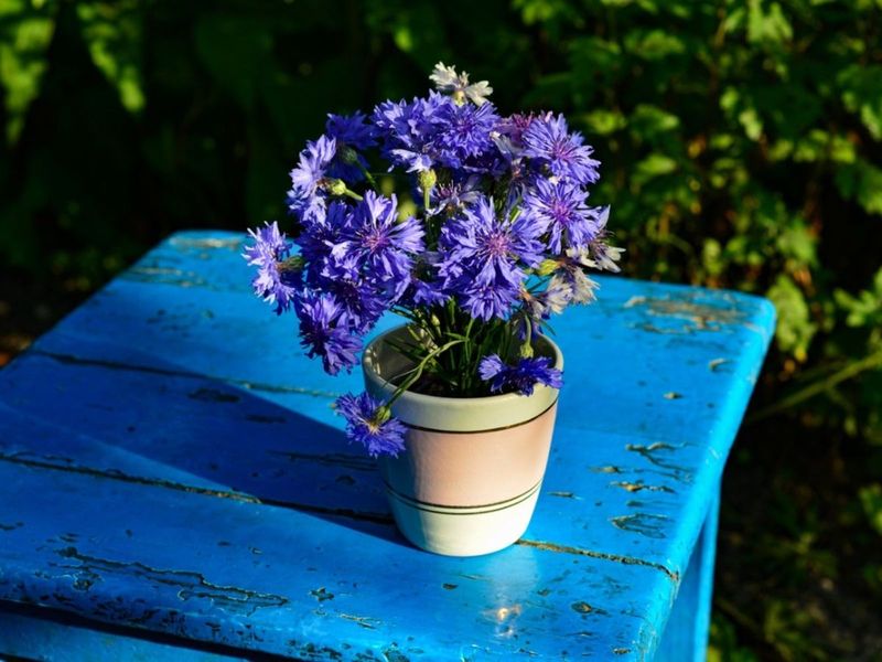 Cornflower