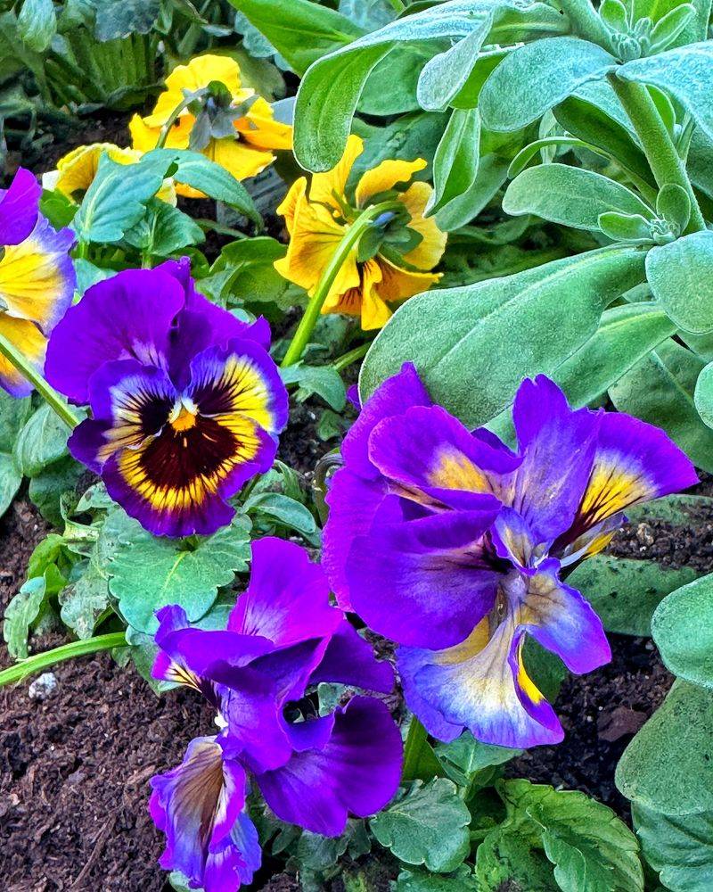 Pansy