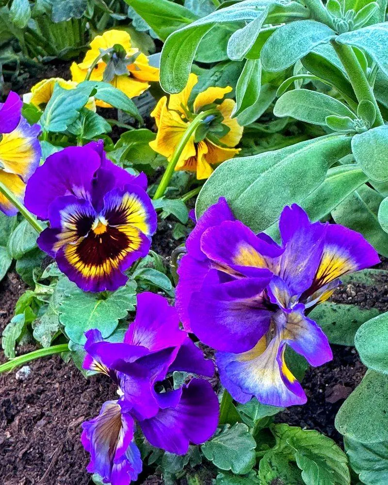 Pansy