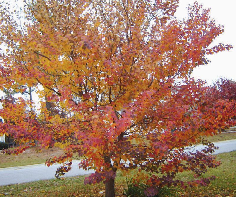 Tallow Tree