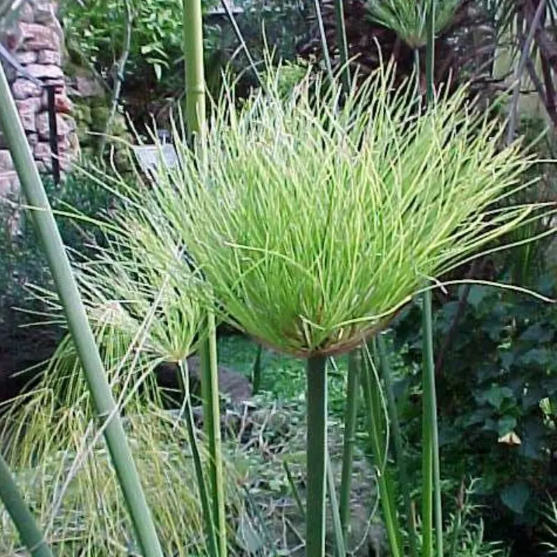 Papyrus